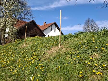 Sajenje na Polenšaku